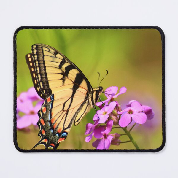 Item preview, Papilio glaucus on Hesperis matronalis designed and sold by outdoorstudio.