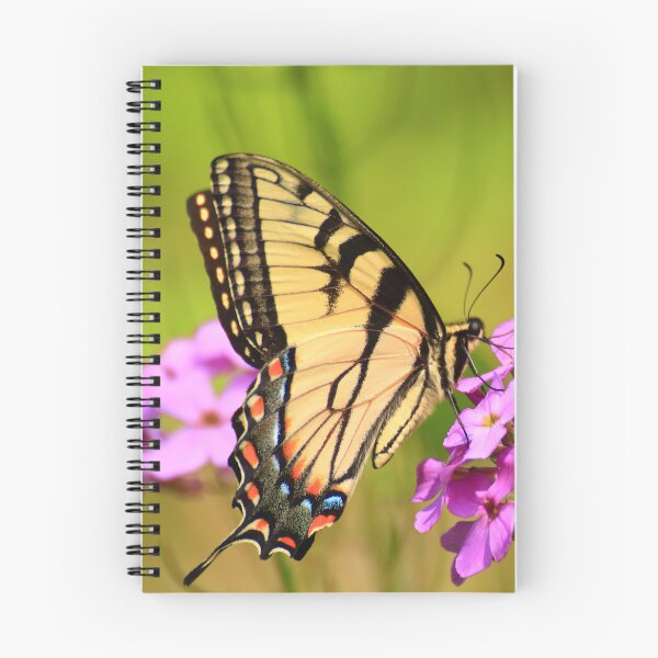 Item preview, Papilio glaucus on Hesperis matronalis designed and sold by outdoorstudio.