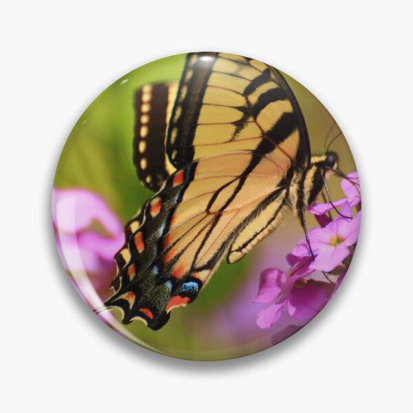 Item preview, Papilio glaucus on Hesperis matronalis designed and sold by outdoorstudio.