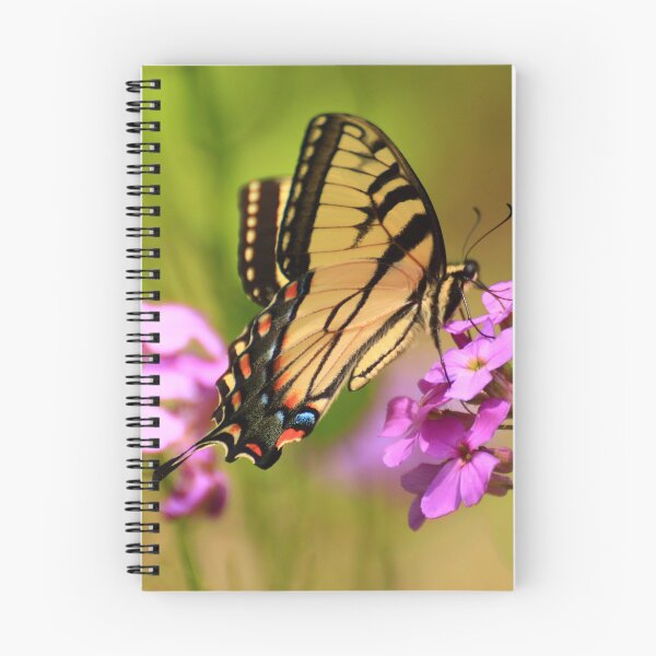 Item preview, Papilio glaucus on Hesperis matronalis designed and sold by outdoorstudio.