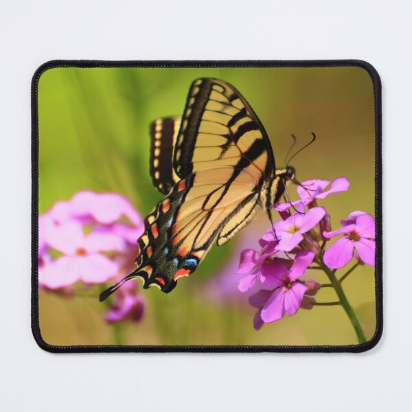 Item preview, Papilio glaucus on Hesperis matronalis designed and sold by outdoorstudio.