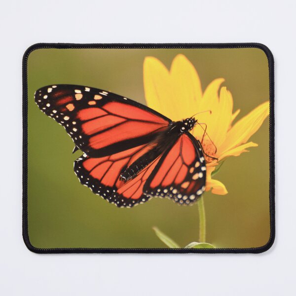 Item preview, Danaus plexippus on Helianthus hirsutus designed and sold by outdoorstudio.