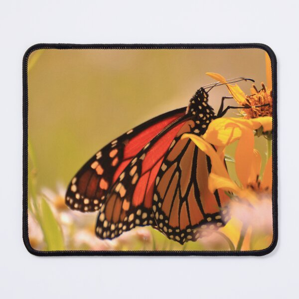 Item preview, Danaus plexippus on Helianthus hirsutus designed and sold by outdoorstudio.