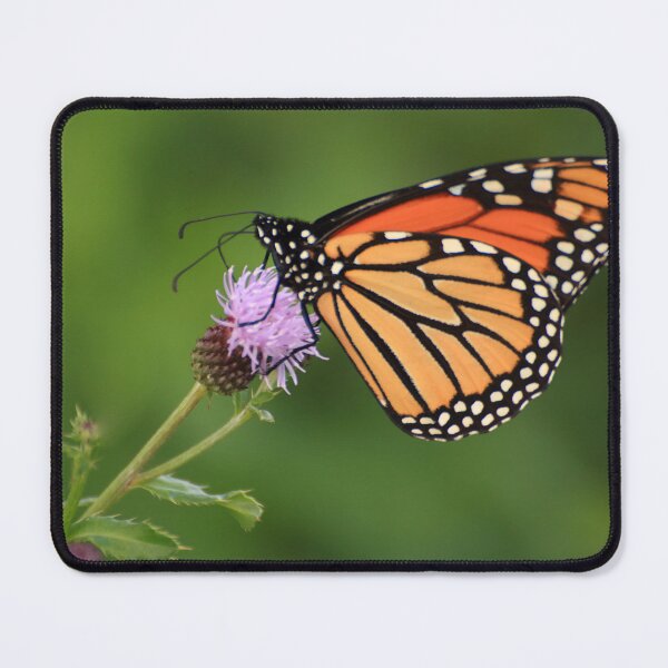 Item preview, Danaus plexippus on Cirsium arvense designed and sold by outdoorstudio.
