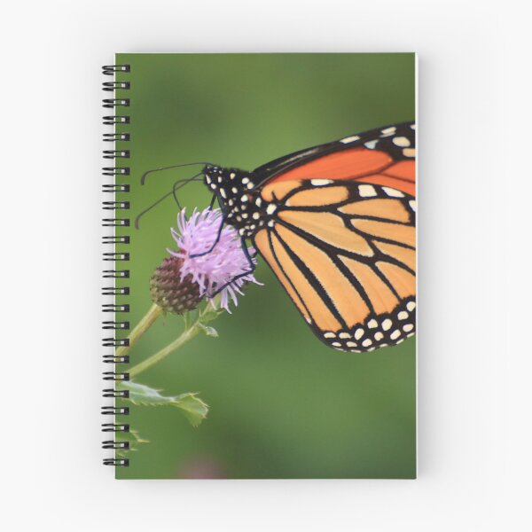 Item preview, Danaus plexippus on Cirsium arvense designed and sold by outdoorstudio.