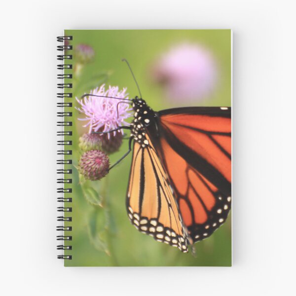 Item preview, Danaus plexippus on Cirsium arvense designed and sold by outdoorstudio.