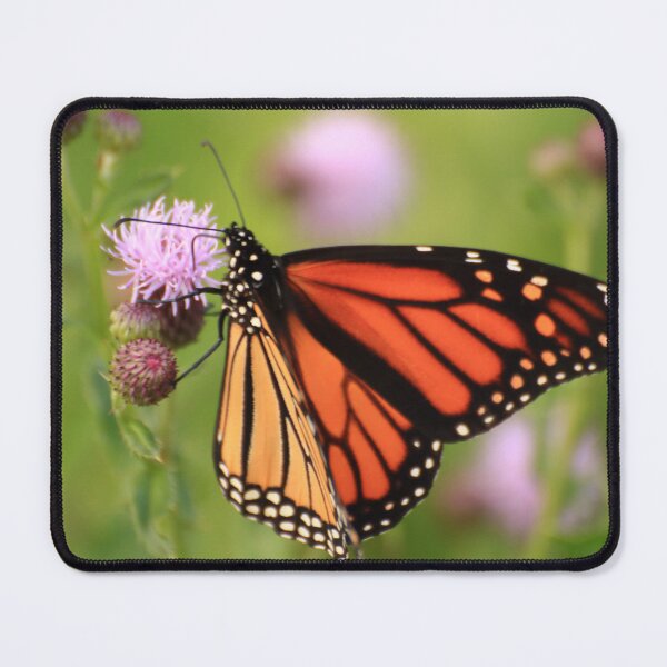 Item preview, Danaus plexippus on Cirsium arvense designed and sold by outdoorstudio.