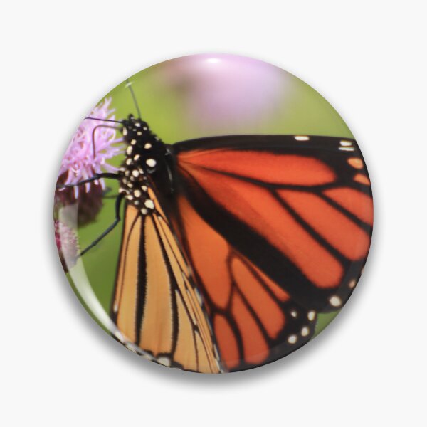 Item preview, Danaus plexippus on Cirsium arvense designed and sold by outdoorstudio.
