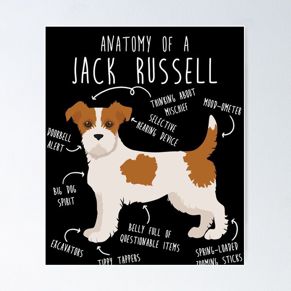 Jack Russell Terrier Dog Anatomy Poster for Sale by Clara Hollins Redbubble