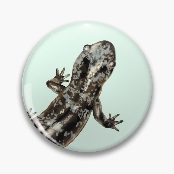 Item preview, Marbled Salamander, Ambystoma opacum, Scientific Illustration designed and sold by Nick Garnhart.