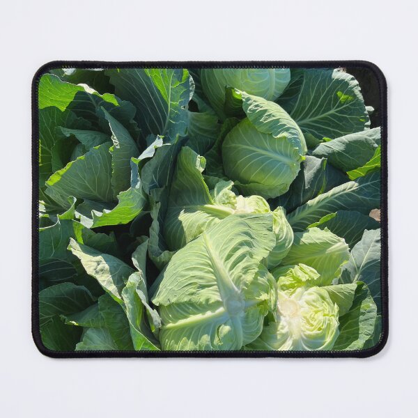 Item preview, Fresh Harvest Cabbages designed and sold by PinesandPalms.