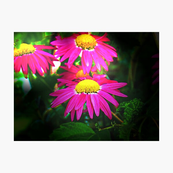 A Daisy A Day Photographic Print