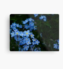 Forget-Me-Nots (Myosotis scorpioides) Metal Print