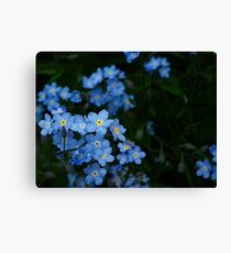 Forget-Me-Nots (Myosotis scorpioides) Canvas Print