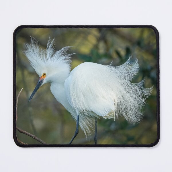 Item preview, Snowy Egret with breeding plumage designed and sold by EFPhoto22.