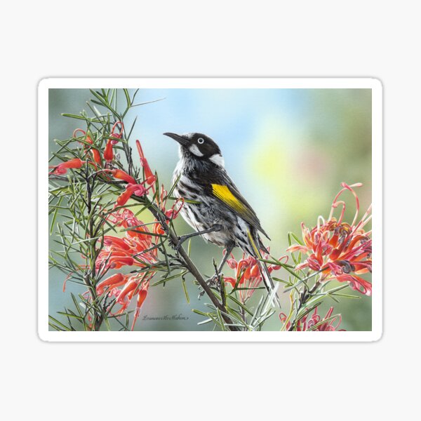 Item preview, THE BANQUET (New Holland Honeyeater) designed and sold by Frances McMahon Watercolour Bird Artist.