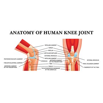 Anatomía de la articulación de rodilla 