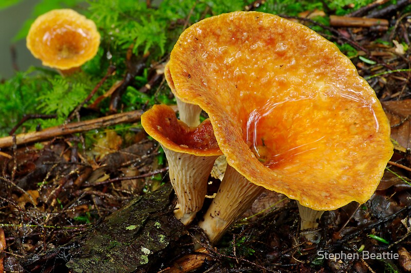 "Woolly Chanterelle Mushrooms" by Stephen Beattie Redbubble