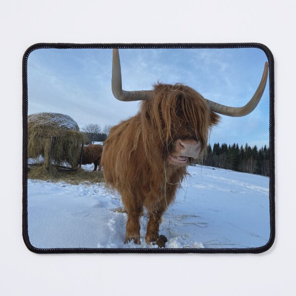 Item preview, Scottish Highland Cattle Cow 4278 designed and sold by SaarelaHighland.