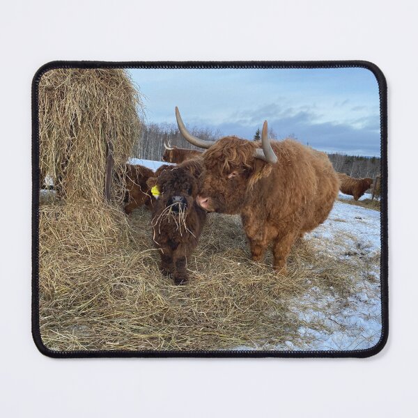 Item preview, Scottish Highland Cattle Cow and calf 4279 designed and sold by SaarelaHighland.