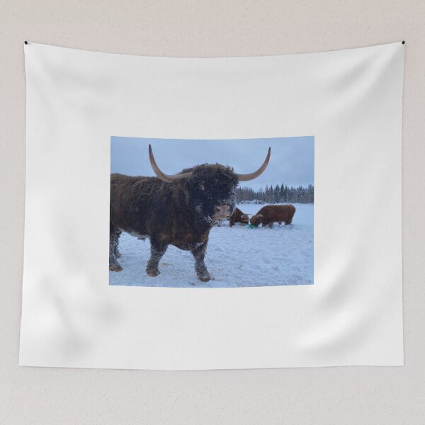 Item preview, Scottish Highland Cattle Bull 4285 designed and sold by SaarelaHighland.