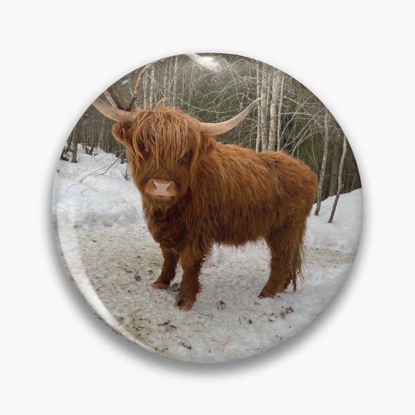Item preview, Scottish Highland Cattle Cow 4292 designed and sold by SaarelaHighland.