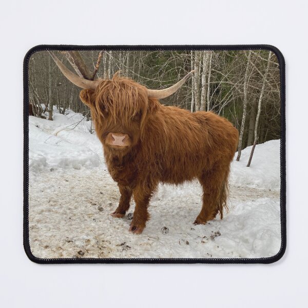 Item preview, Scottish Highland Cattle Cow 4292 designed and sold by SaarelaHighland.