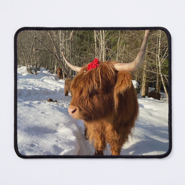 Item preview, Scottish Highland Cattle Cow 4299 designed and sold by SaarelaHighland.