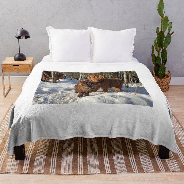 Item preview, Scottish Highland Cattle Calves 4303 designed and sold by SaarelaHighland.