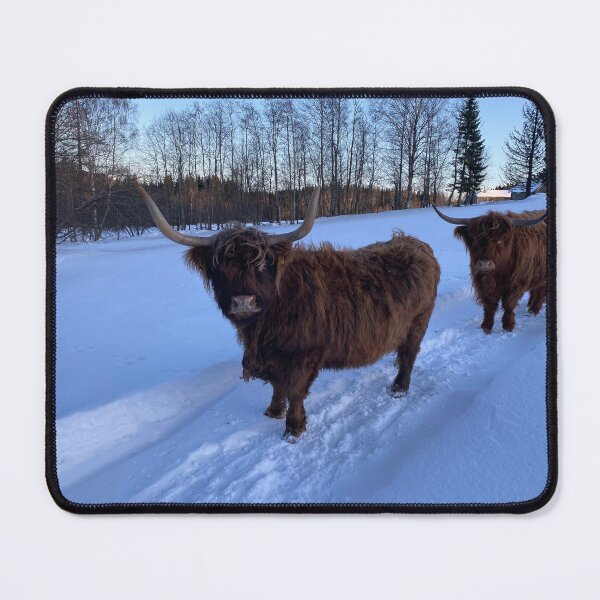 Item preview, Scottish Highland Cattle Cows 4305 designed and sold by SaarelaHighland.