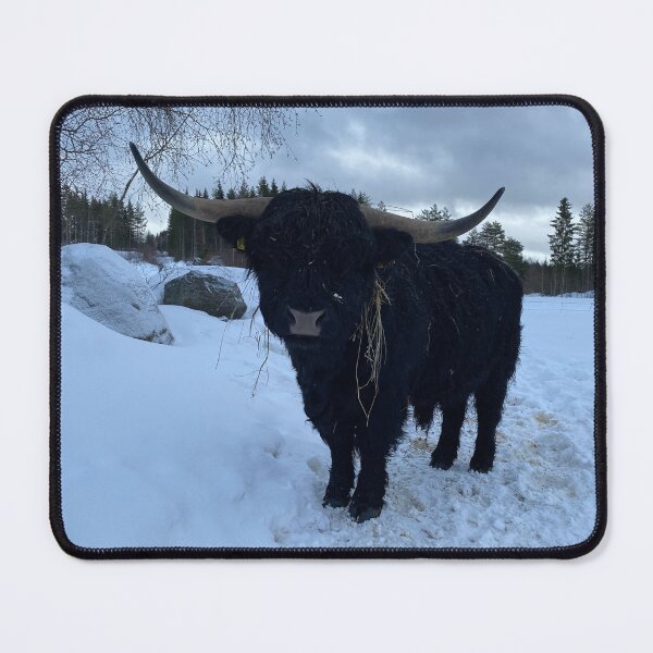 Item preview, Scottish Highland Cattle Bull 4307 designed and sold by SaarelaHighland.