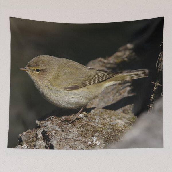 Item preview, Phylloscopus collybita designed and sold by Mythos57.