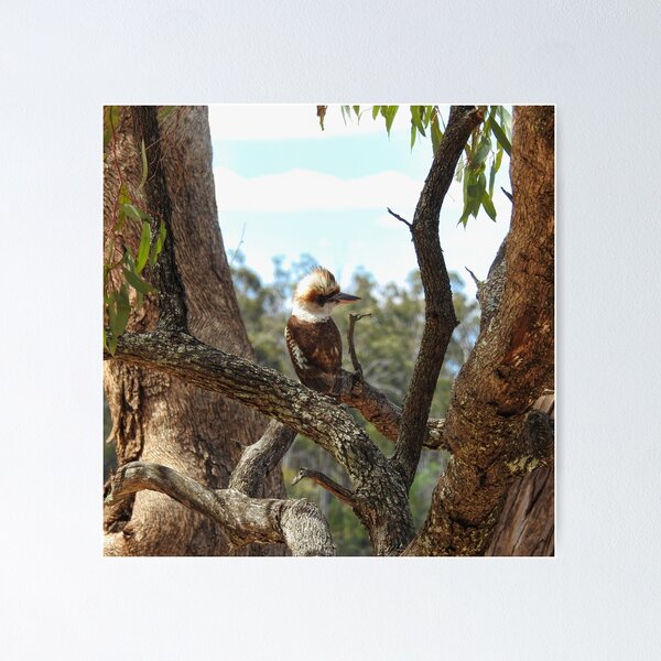 Item preview, Kookaburra designed and sold by JPPhotographix.