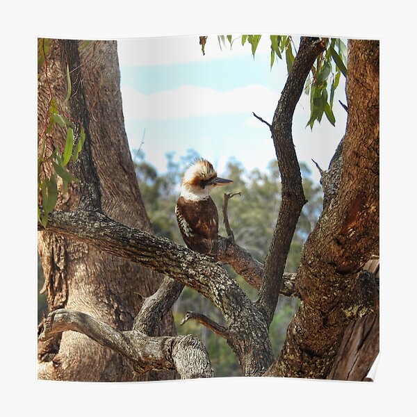 Kookaburra Poster