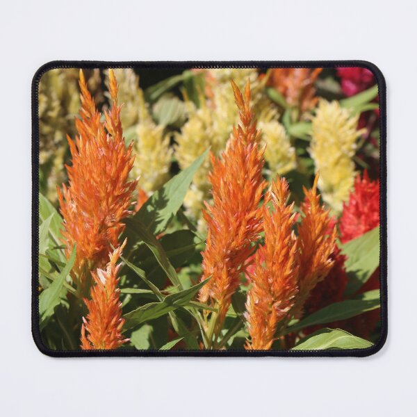 Item preview, A group of bright Prince of Wales feathers designed and sold by kall3bu.