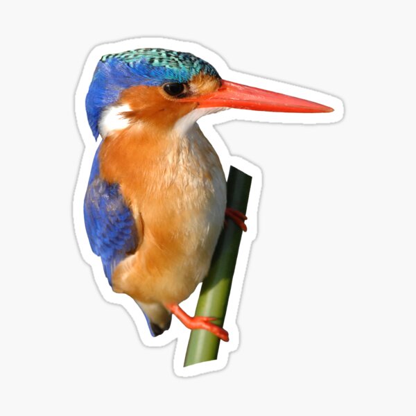 Malachite Kingfisher on reed 3 Sticker