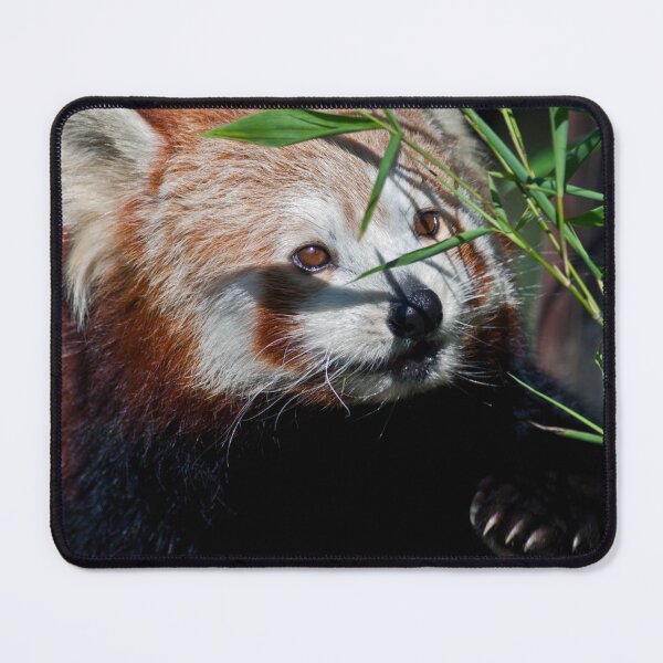 Item preview, Lunching Panda designed and sold by Krys Bailey.