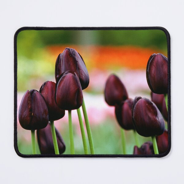 Item preview, Keukenhof Flower Gardens, Legend of the Black Tulip designed and sold by JonDelorme.