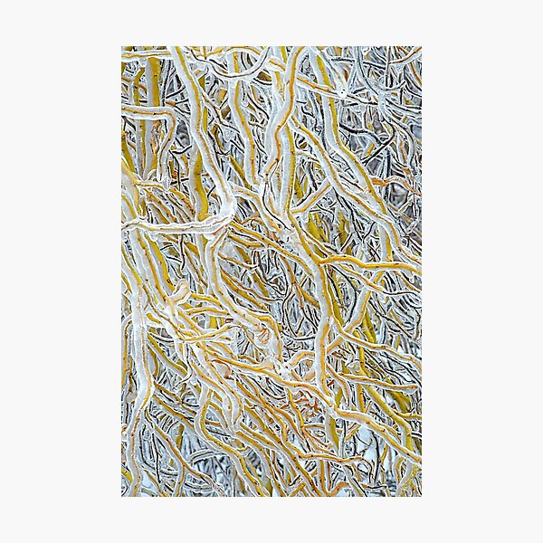 Item preview, Ice World VI Willow designed and sold by Kathilee.