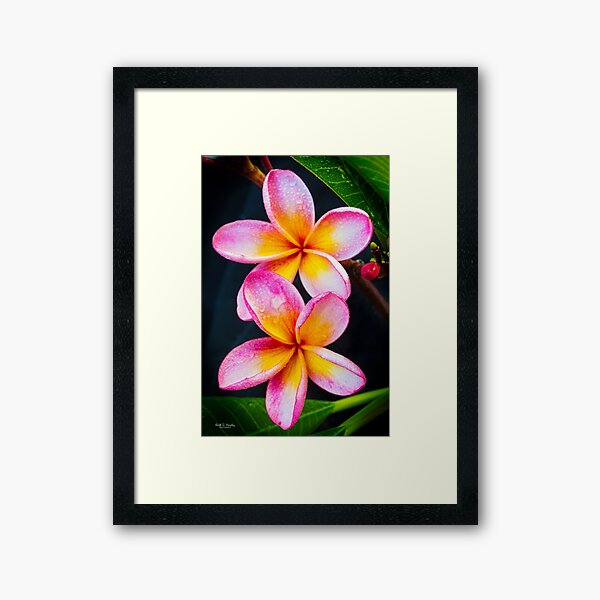 Raindrops Framed Art Print