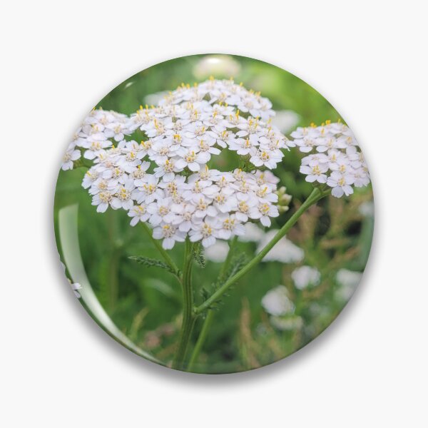 Item preview, a white flower in full bloom designed and sold by Kori-shop.