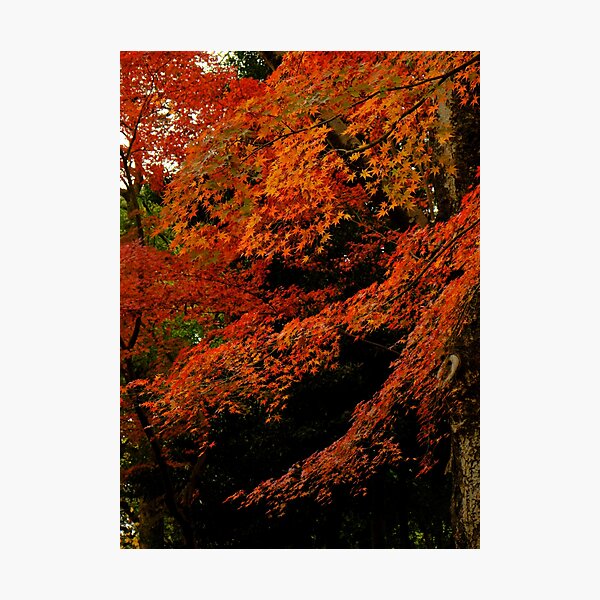 Item preview, Japanese Red Maple in December designed and sold by Crimmy.