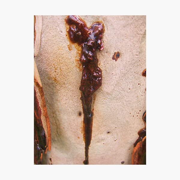 Stigmata tree Photographic Print