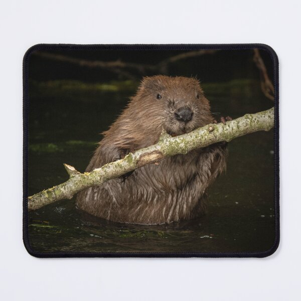 Item preview, Beavering beaver. designed and sold by JoHackman.