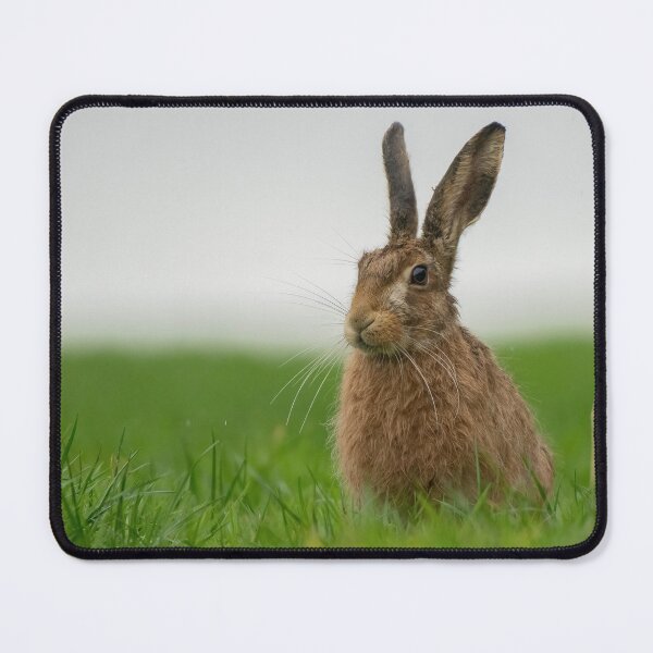 Item preview, Sitting Pretty.  designed and sold by JoHackman.
