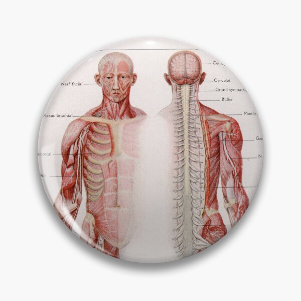 Item preview, Brain and Nerves (1912) - Larousse médical designed and sold by SALON DES ARTS.