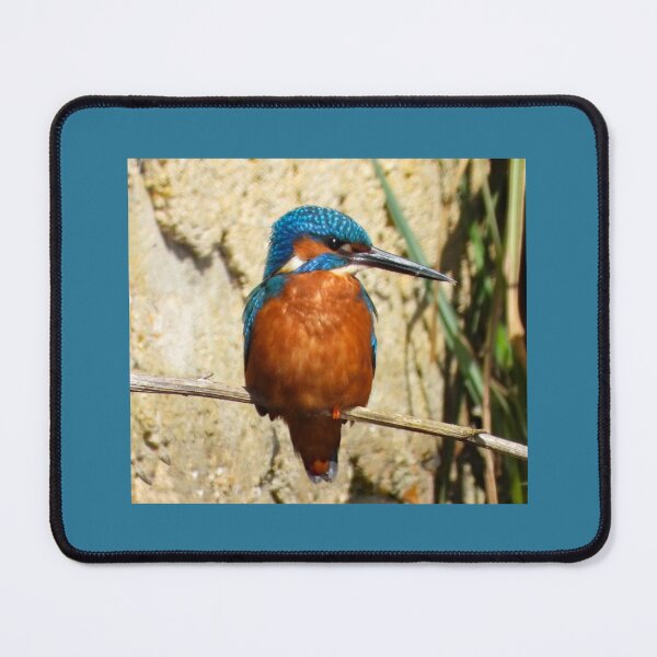 Item preview, A beautiful Male Kingfisher designed and sold by Karen Thomson.