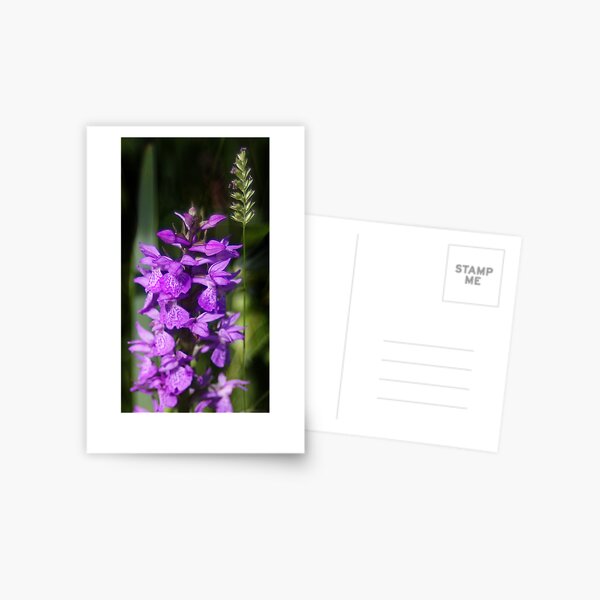 Hidden Beauty Postcard