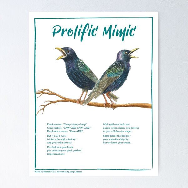 Item preview, Prolific Mimic (European Starling Illustrated Poem) designed and sold by WINGSofWONDER.