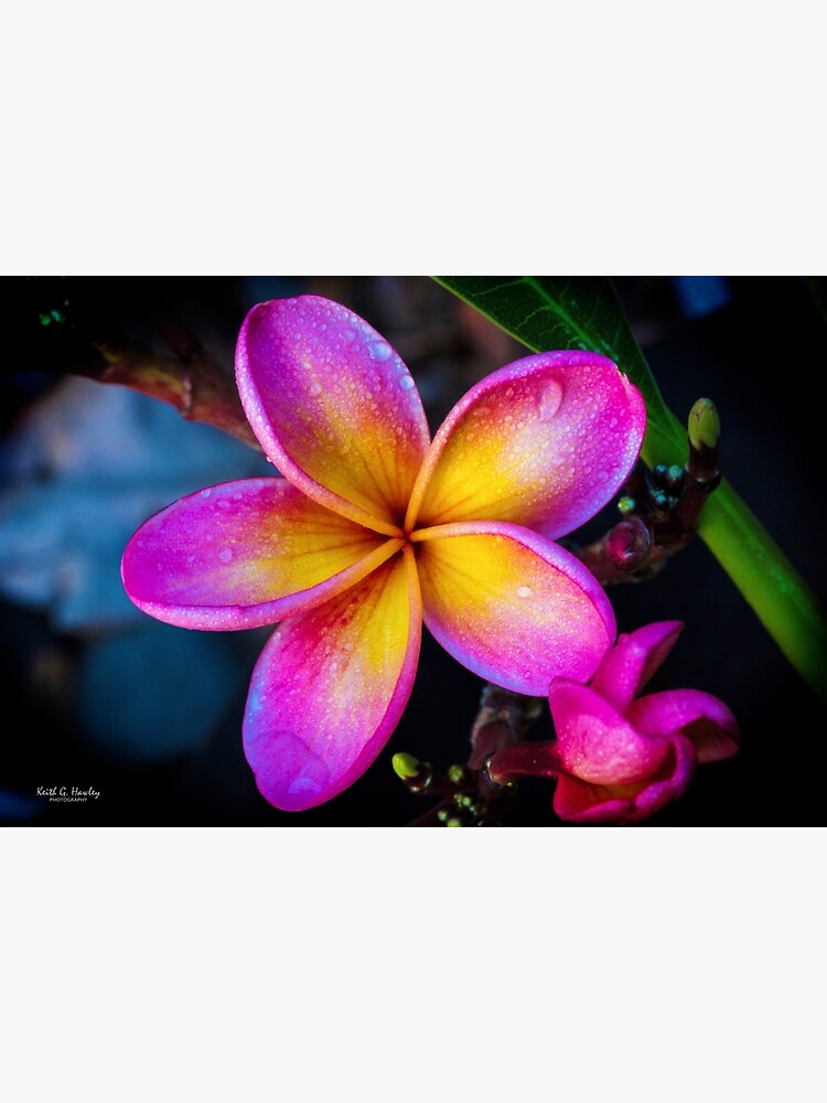 ""Darwin Sunset" Frangipani" Framed Art Print by KeithHawley Redbubble